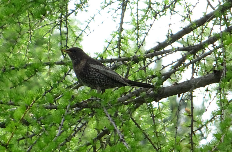 Turdus torquatus - Merlo dal collare